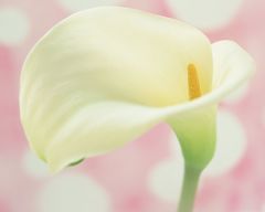 Tapeta Nature Flowers 668.jpg